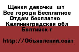 Щенки девочки 4шт - Все города Бесплатное » Отдам бесплатно   . Калининградская обл.,Балтийск г.